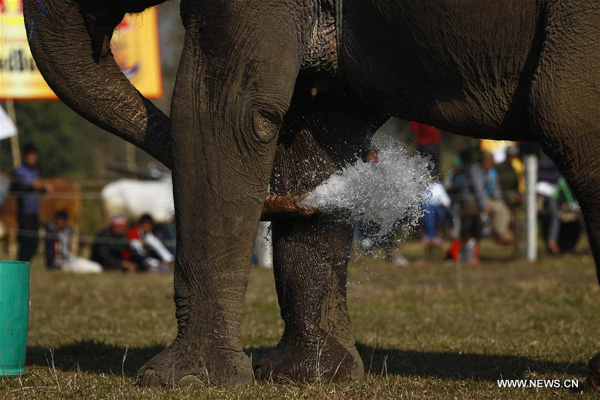 12th Elephant Festival held in Nepal