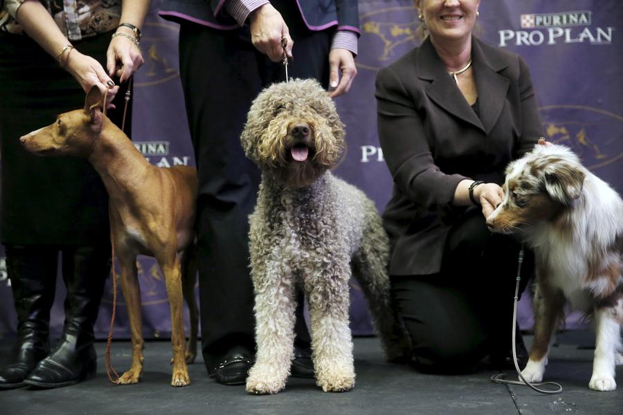 Seven new breeds added to Westminster dog show