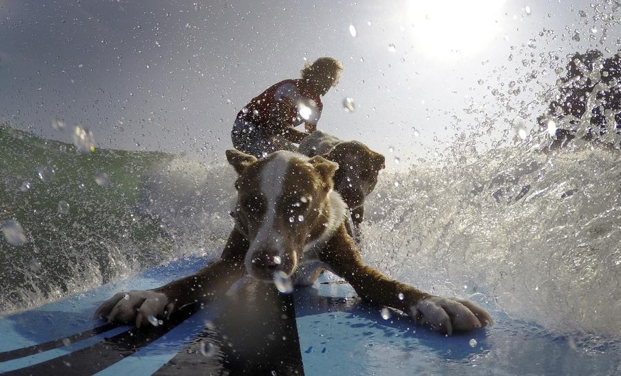 Australia's surfing dogs chase waves, not cats