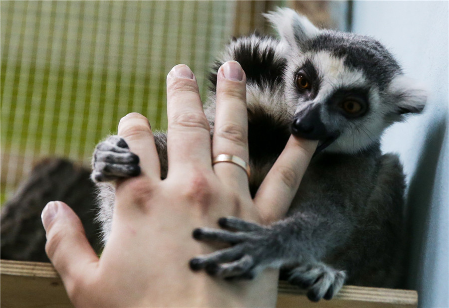 Moscow's largest petting zoo opens