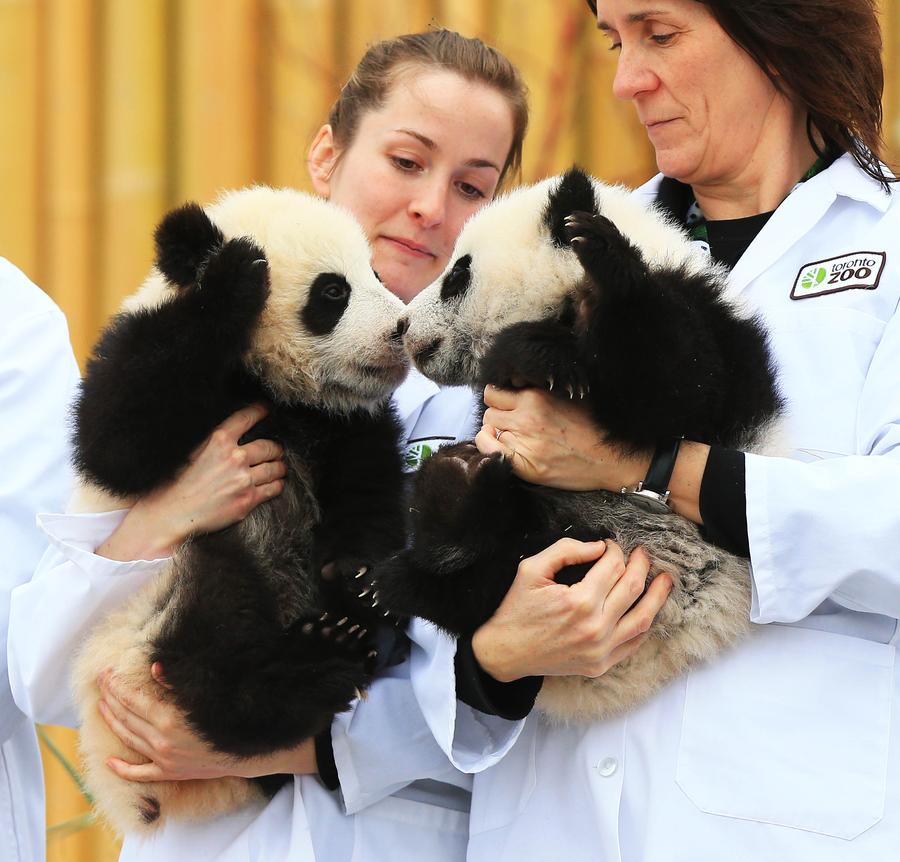 Toronto Zoo reveals names of twin giant pandas