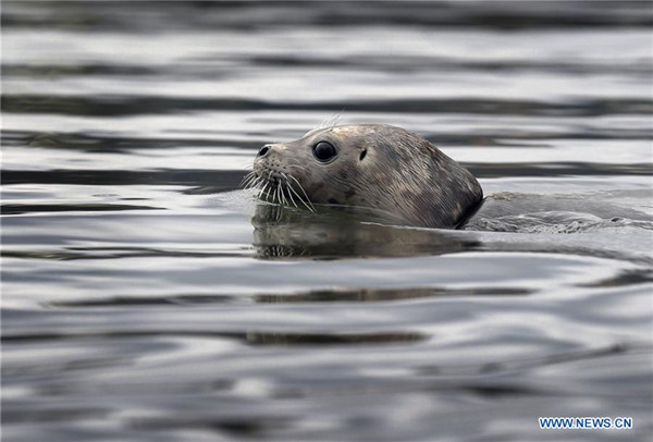 Rescued seal pup released to ocean in Canada