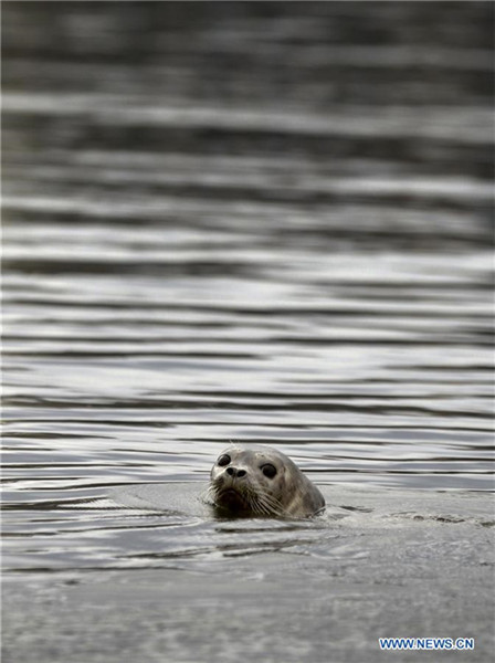 Rescued seal pup released to ocean in Canada