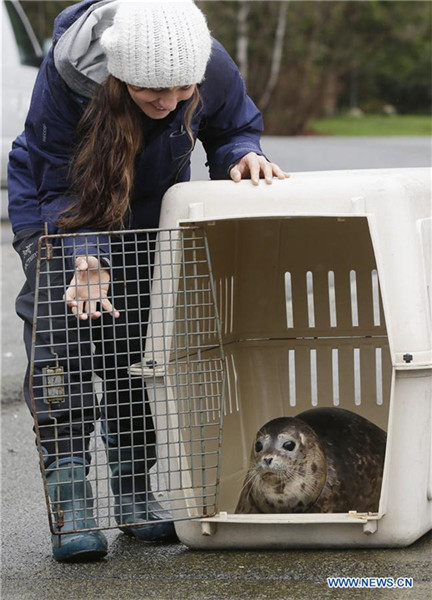 Rescued seal pup released to ocean in Canada