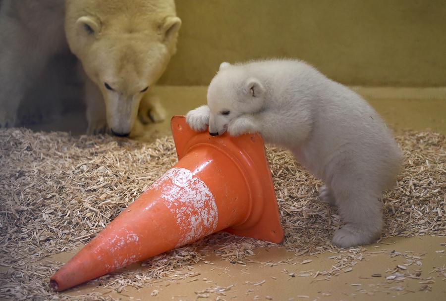 Polar bear cub unveiled at German zoo