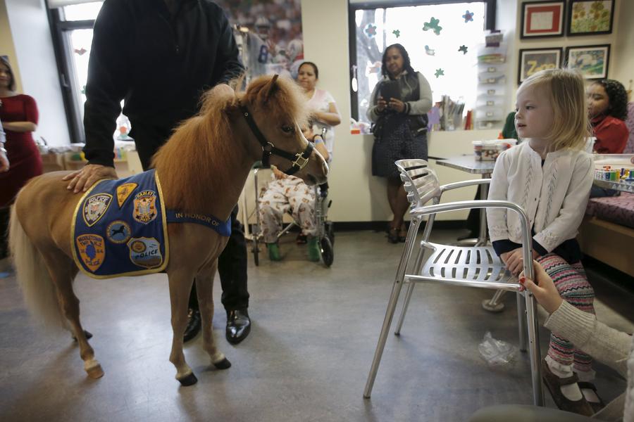 Little horse, big medicine