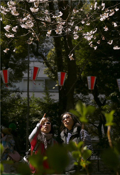 Cherry blossom at Japan's Ueno Park