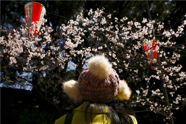 Cherry blossom at Japan's Ueno Park