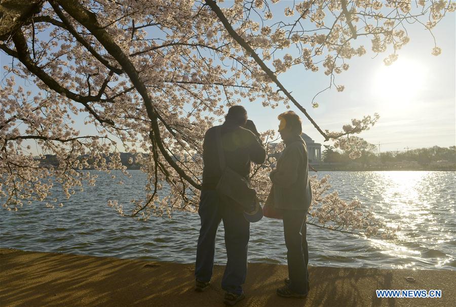 Cherry blossoms in Washington DC