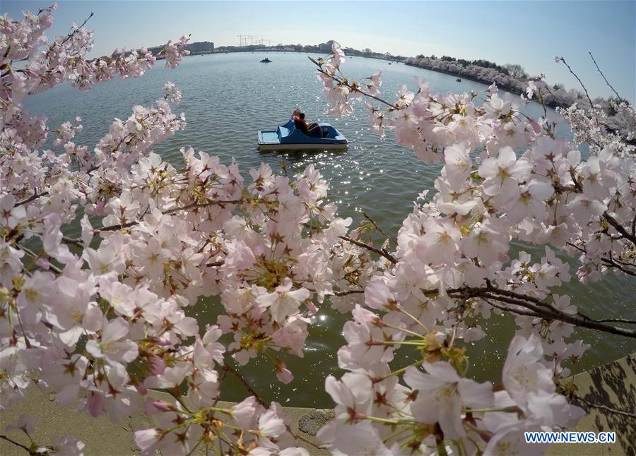 Cherry blossoms in Washington DC