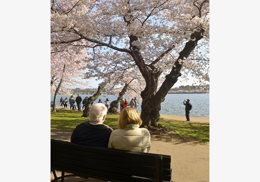 Cherry blossoms in Washington DC