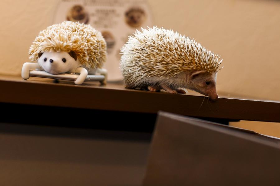 Japanese line up to cuddle hedgehogs - carefully