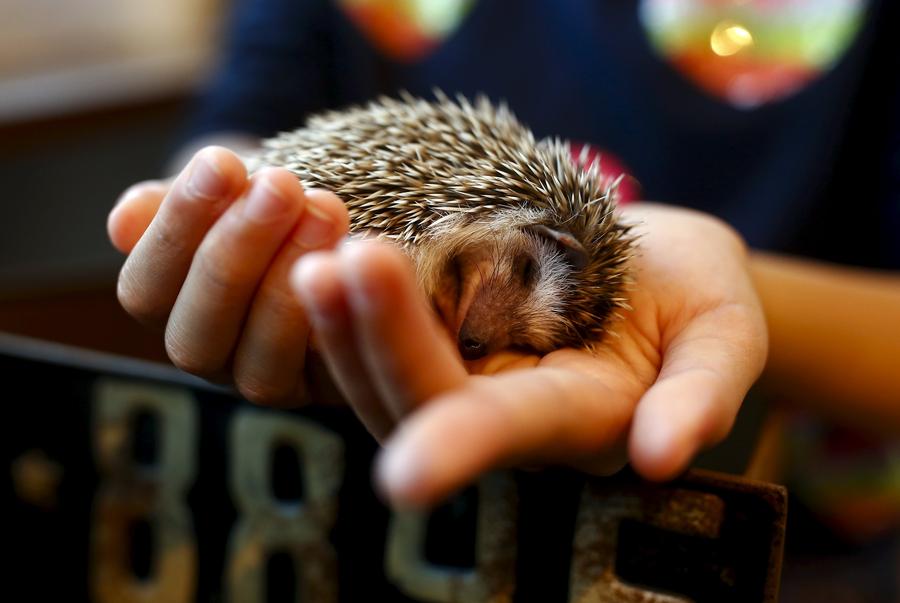 Japanese line up to cuddle hedgehogs - carefully