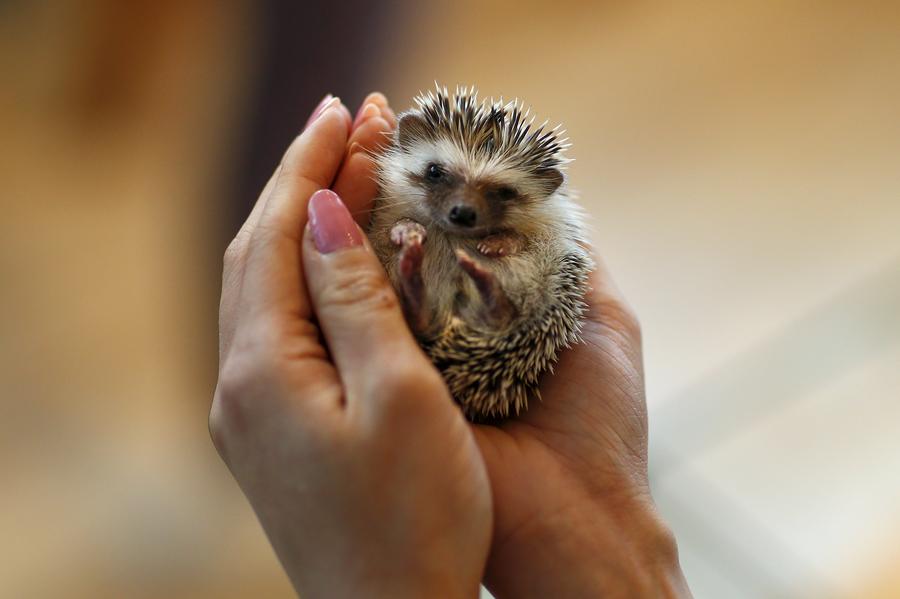 Japanese line up to cuddle hedgehogs - carefully