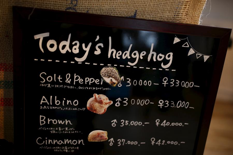 Japanese line up to cuddle hedgehogs - carefully