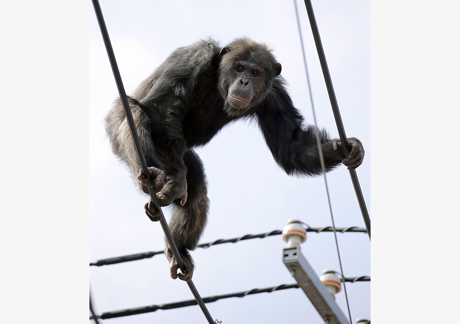 Runaway chimp recaptured in Japan