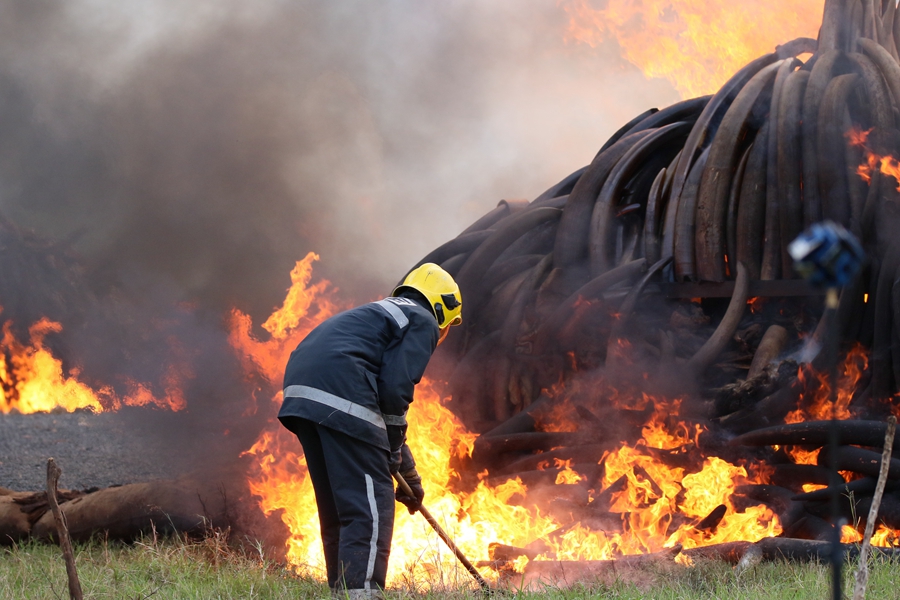 Kenya burns ivory in stand against illegal trade