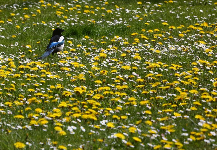 Flowers in full bloom in Brussels, Belgium