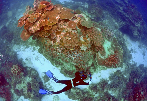 35% of northern and central Great Barrier Reef destroyed