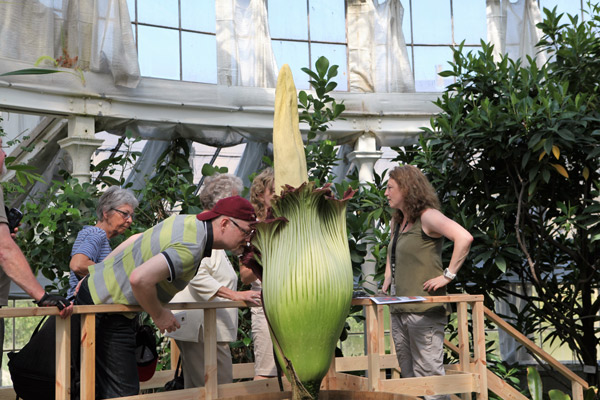 Blooming 'corpse flower' in Copenhagen attracts thousands of viewers