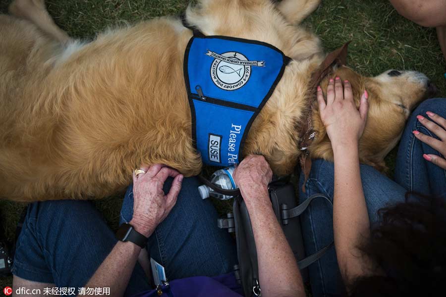 Therapy dog helps comfort mourners in Orlando