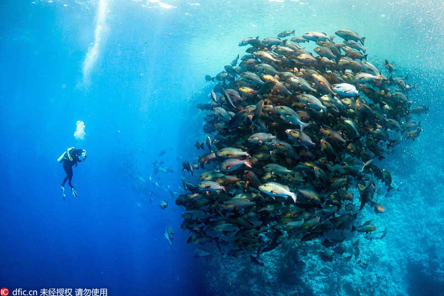 Shoal in rush hour mania