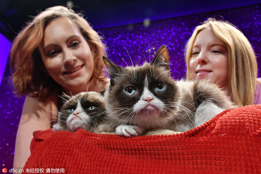 Grumpy Cat welcomes her animatronic figure in Madame Tussauds London