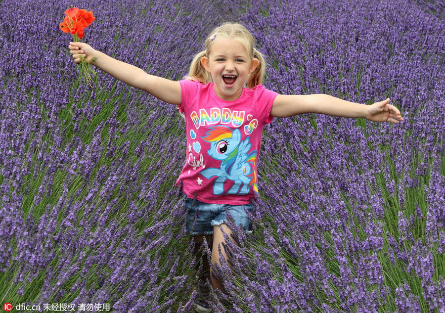 Lavender farm draws visitors on sunny weekend