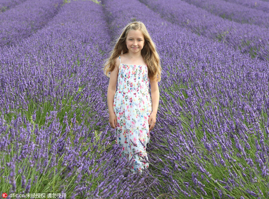 Lavender farm draws visitors on sunny weekend