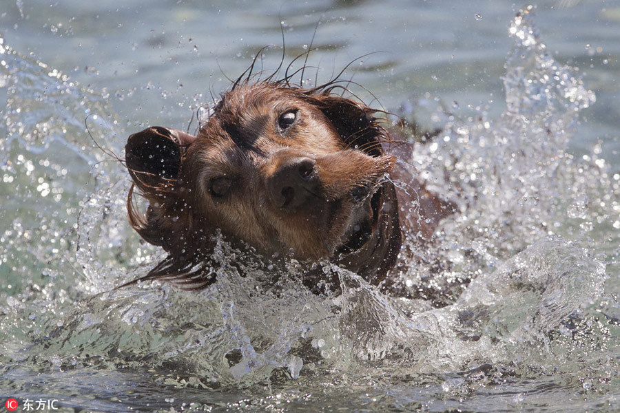 Beach dedicated to dogs opens in Croatia