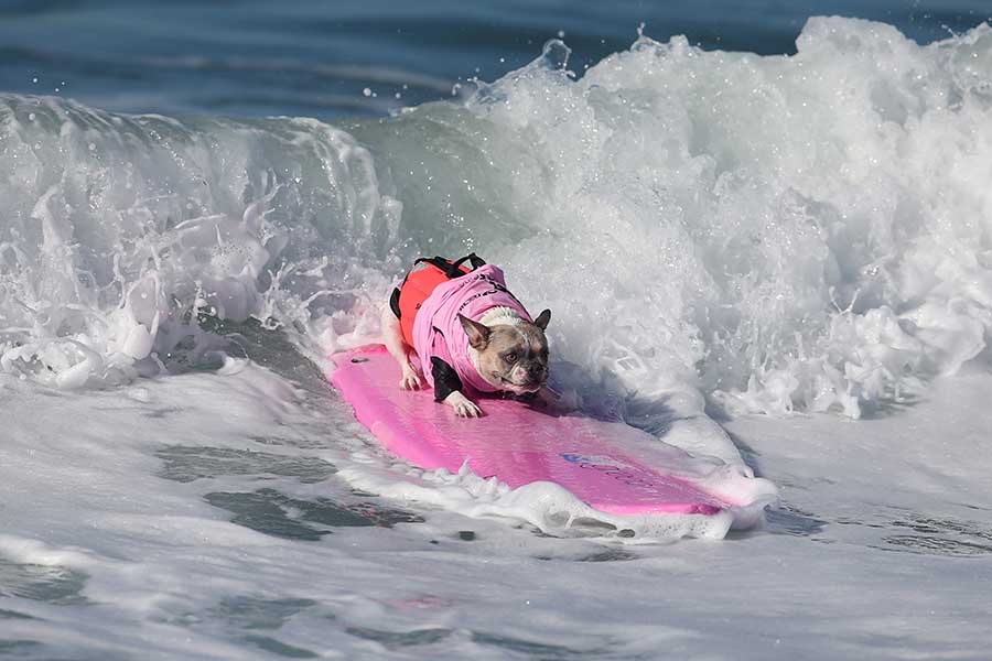 Surf competition goes to the dogs in tandem with owners