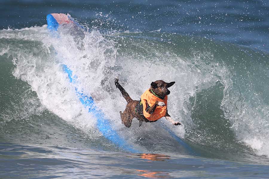 Surf competition goes to the dogs in tandem with owners
