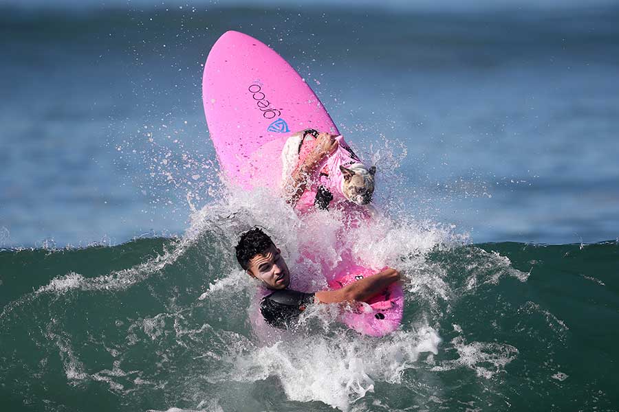 Surf competition goes to the dogs in tandem with owners