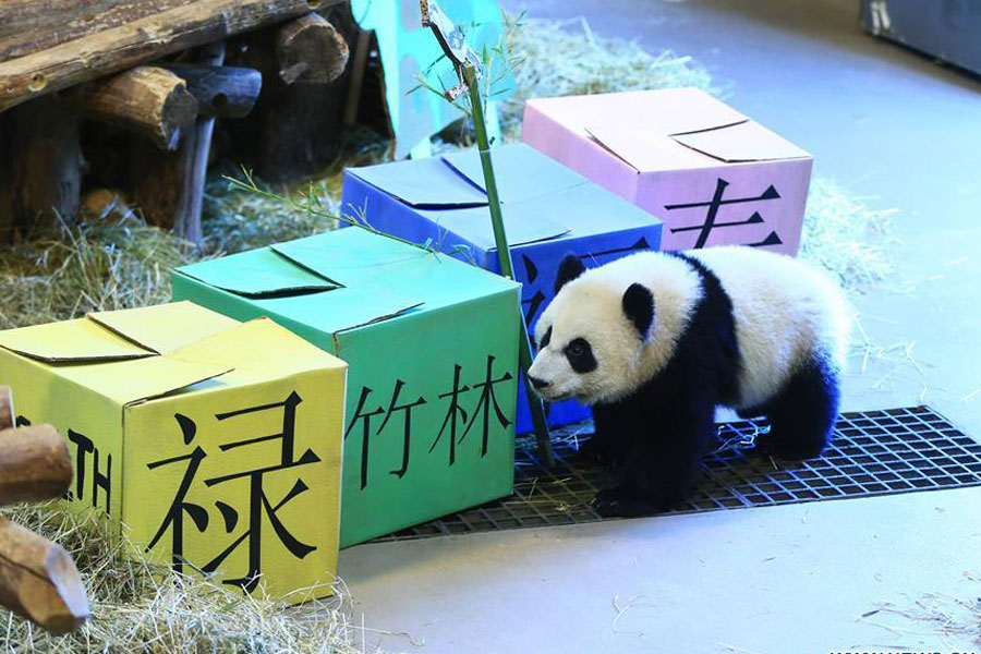 Birthday celebration held for giant panda cubs at Toronto Zoo