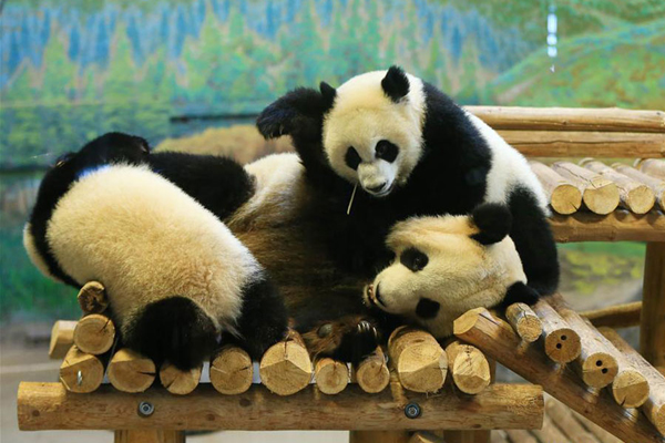 A short history of panda fever worldwide