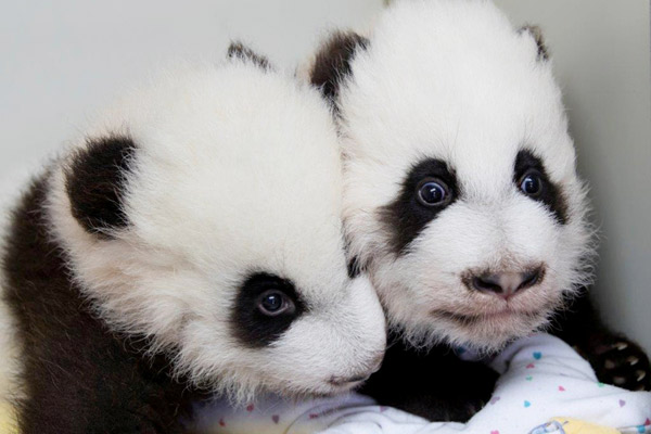 Atlanta zoo names twin giant pandas 'Elegant' and 'Joy'