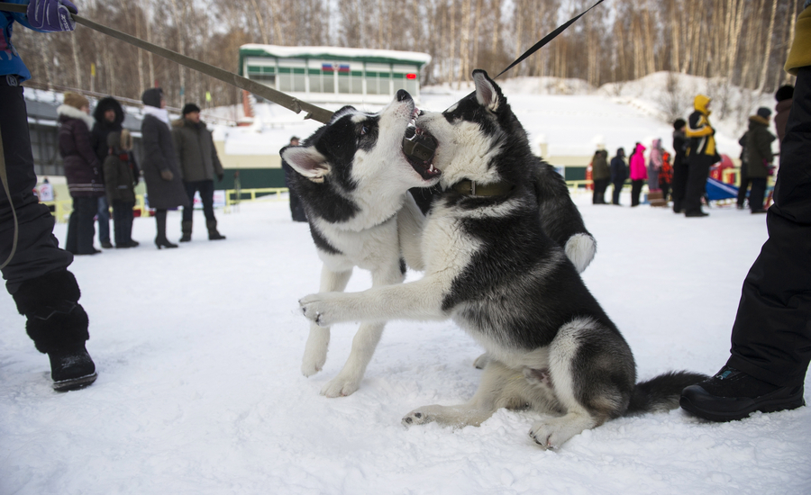 Sled dogs compete in Russia