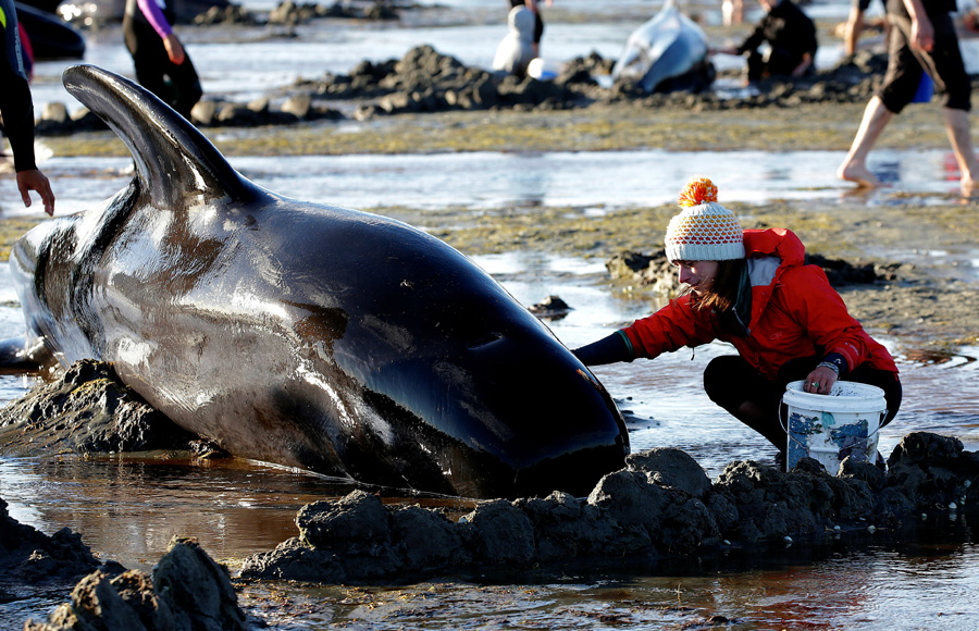 New Zealanders race to save whales after 400 stranded