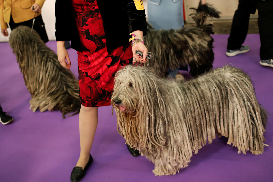 Top dogs vie for blue ribbon at New York show
