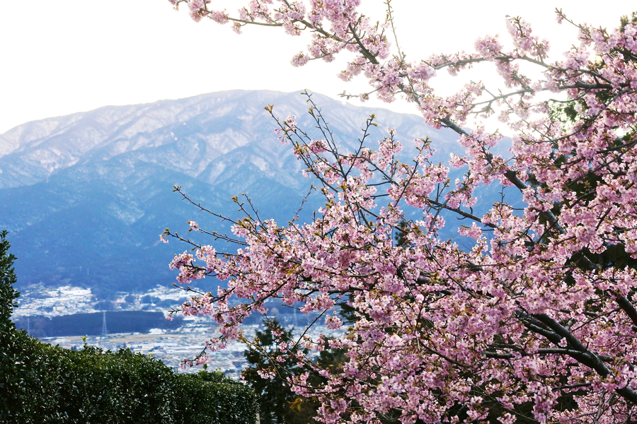 Early flowering cherry blossoms dazzle in Japan