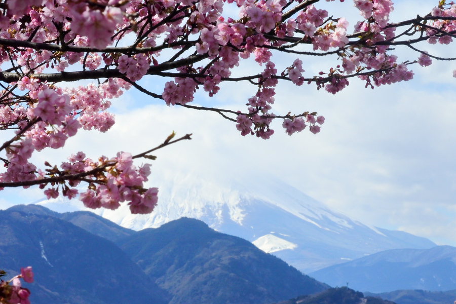 Early flowering cherry blossoms dazzle in Japan