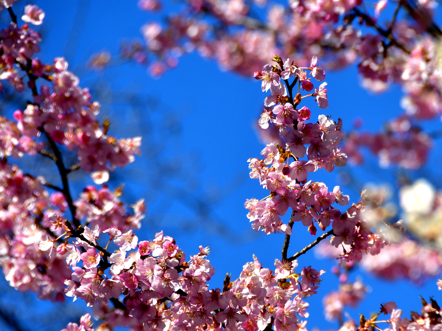 Early flowering cherry blossoms dazzle in Japan