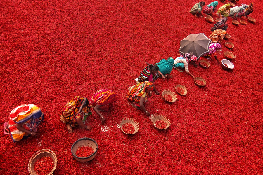 Chilli peppers create carpet of red in Bangladesh