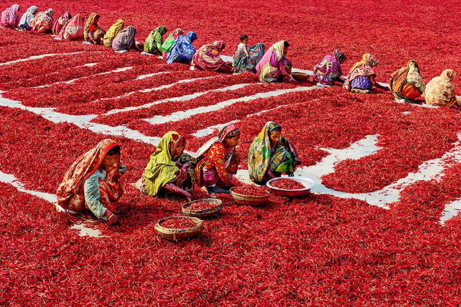 Chilli peppers create carpet of red in Bangladesh