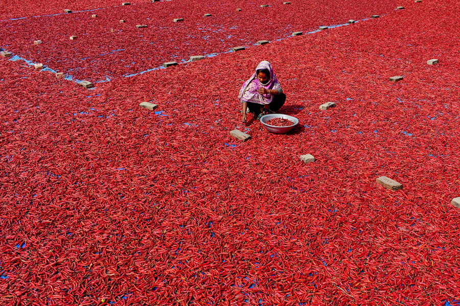 Chilli peppers create carpet of red in Bangladesh