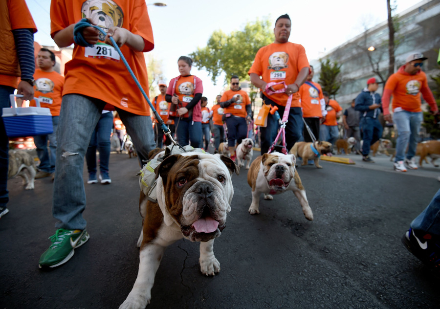 950 English bulldogs gather in Mexico City