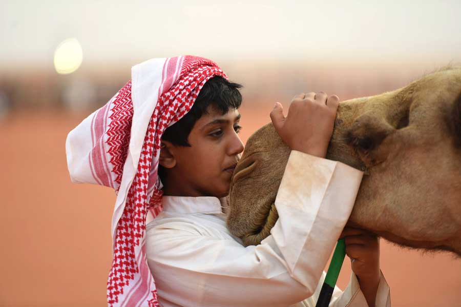 Camel pageant held in Saudi Arabia