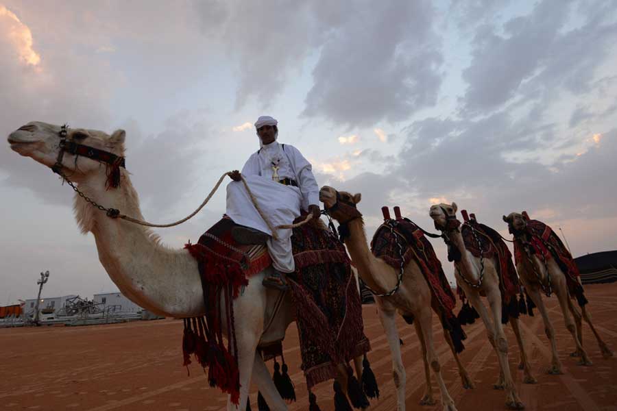 Camel pageant held in Saudi Arabia