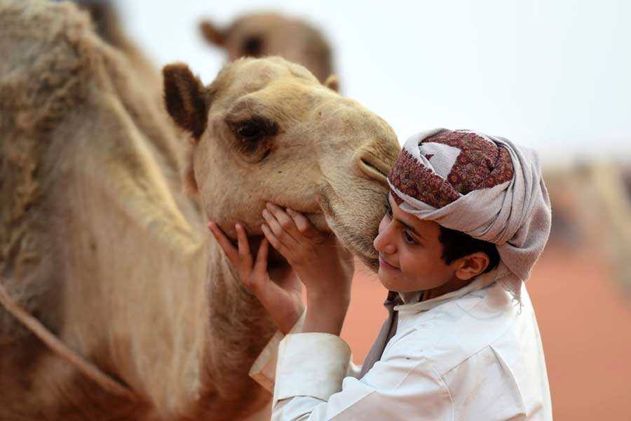 Camel pageant held in Saudi Arabia