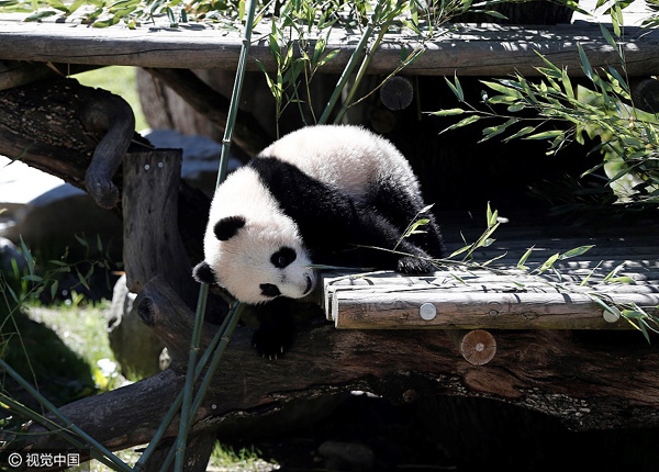 Giant panda cub 'Chulina' goes on walkabout with special friends